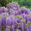 Visterija – wisteria sinensis
