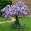 Visterija – wisteria sinensis