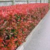 Photinia &quot;Little Red Robin&quot;