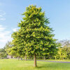 Quercus palustris - Mocvarni hrast