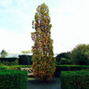 Quercus robur ‘Fastigiata’- Piramidalni hrast