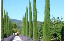 Cupressus Sempervirens Totem- Italojanski Cempres