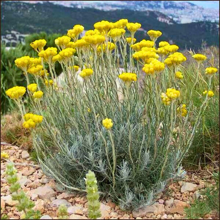 Smilje - Helichrysum arenarium