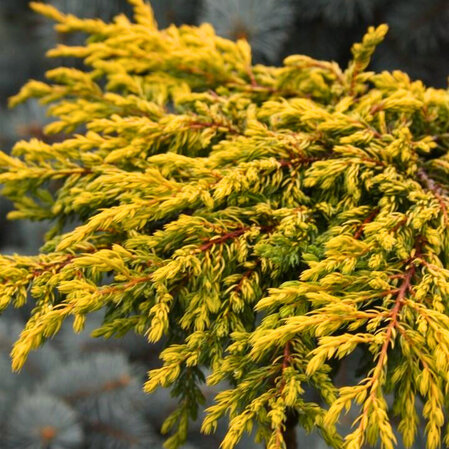 Juniperus communis - Goldschatz