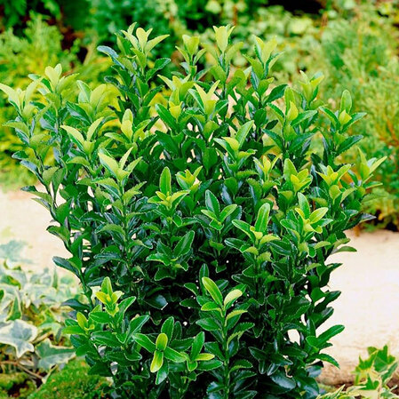 Euonymus japonicus - Green Spire 