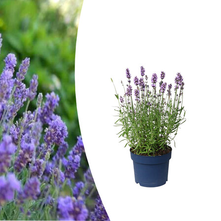 Lavandula  intermedia - Grosso