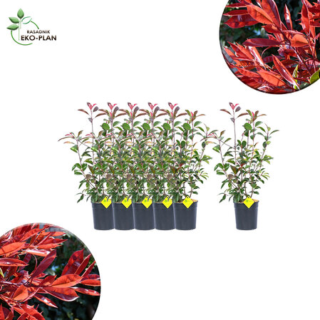 6 x Photinia fraseri &quot;Red Robin&quot;  60-70cm