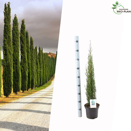 Cupressus Sempervirens Totem - Italijanski Čempres 60-80cm