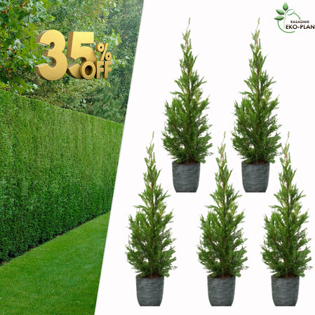 5 x Cupressocyparis leylandii 120 cm