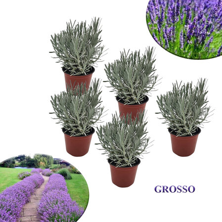 5x Lavanda Grosso