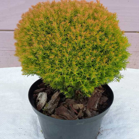 Thuja Teddy Gold