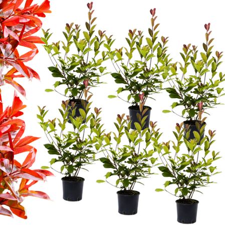 6 x Photinia fraseri  -Red Robin  60-70cm