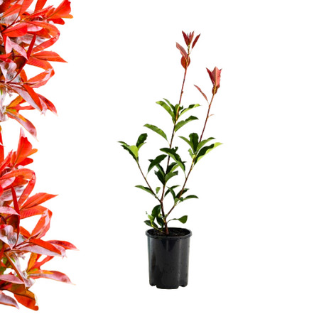 Photinia  fraseri  - Red Robin 40-50cm P10