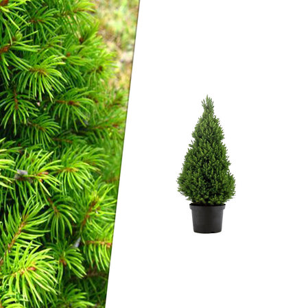 Picea glauca &quot;Conica&quot; 50cm