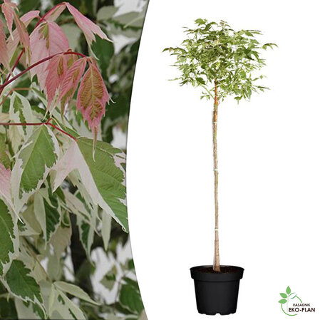 Acer Negundo flamingo