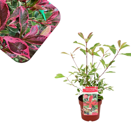 Photinia fraseri Pink Marble - Sarenolisna fotinija