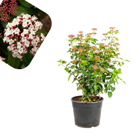 Viburnum Tinus - Snezna Kraljica