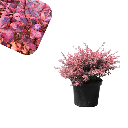 Berberis Thunbergii - Inspiration