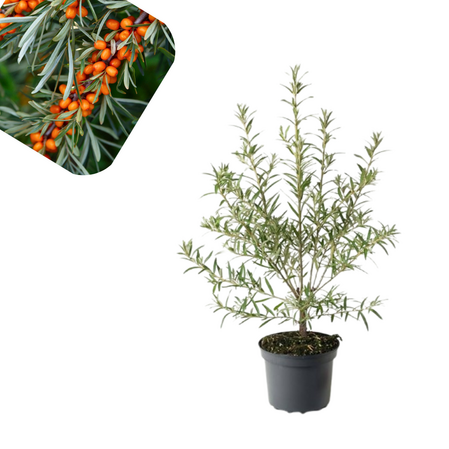 Vucji trn - Hippophae rhamnoides