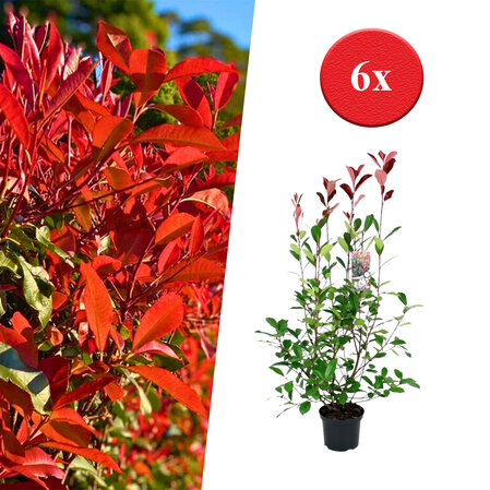 6 x Photinia fraseri  -Red Robin  60-70cm