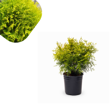 Thuja occ - Golden Globe