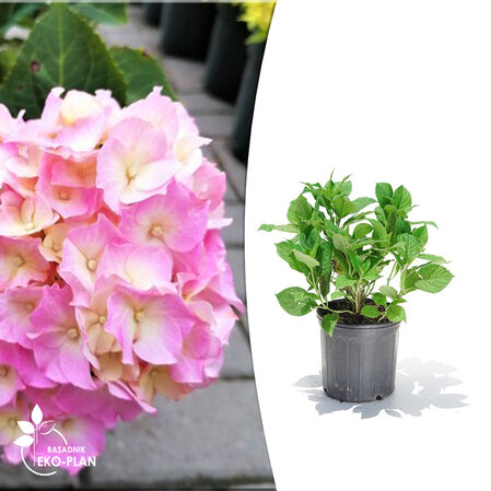 Hydrangea macrophylla -  Soft  Blue Power Pink 