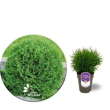 Thuja tiny tim p9