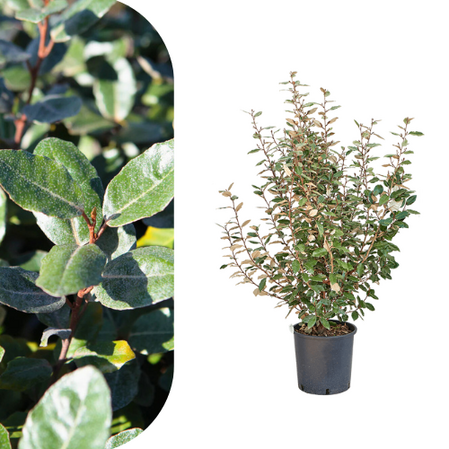 Elaeagnus ebbingei