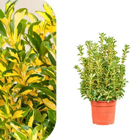 Euonymus japonicus Aureopictus