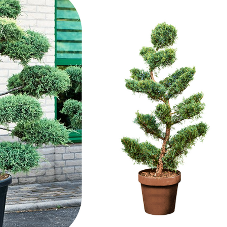 Juniperus spp. - Bonsai 140cm