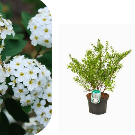 Spiraea - vanhouttei