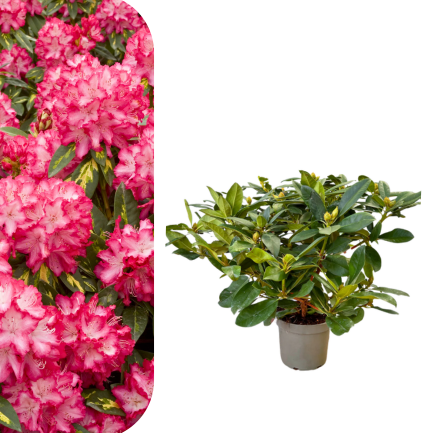 Rhododendron - President Roosevelt