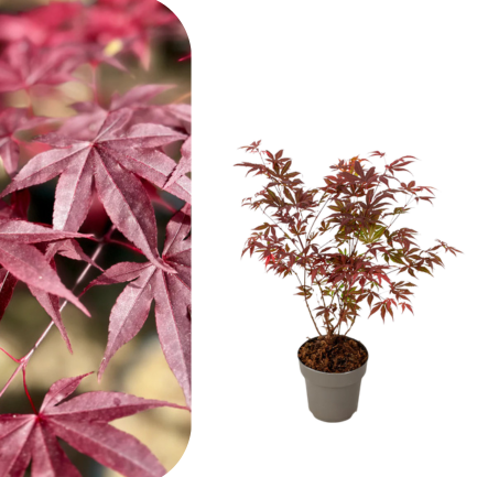 Acer Palmatum Atropurpureum - Crveni Japanski Javor 50cm