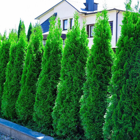 Thuja occ. Smaragd  30-40cm