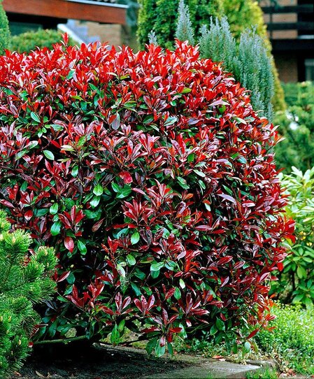 Photinia &quot;Little Red Robin&quot;