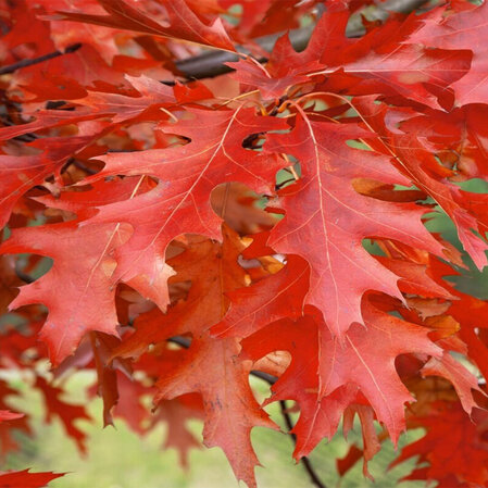 Quercus palustris - Mocvarni hrast