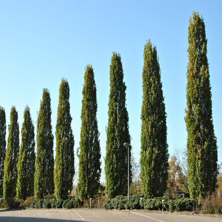 Quercus robur ‘Fastigiata’- Piramidalni hrast
