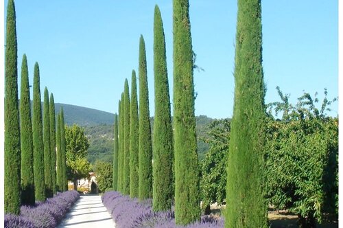 Cupressus Sempervirens Totem- Italojanski Cempres