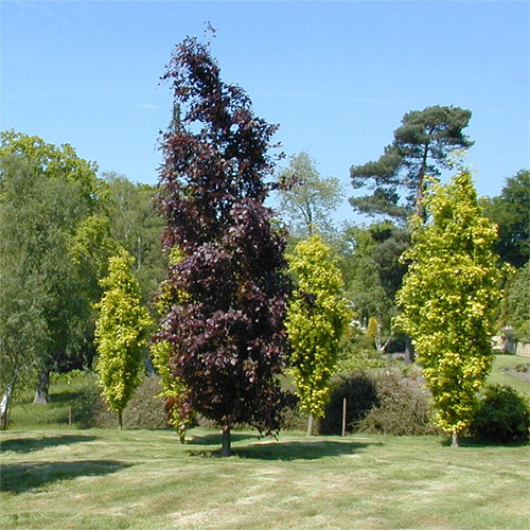 Populus deltoides (Тополь дельтовидный) 'Purple Tower'