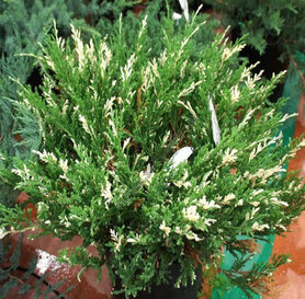 Juniperus chin. &quot;Expansa Variegata&quot;