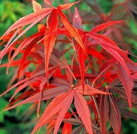Acer palmantrum - Red Pugmy