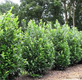 Prunus laurocerasus - Greentorch