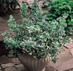 Euonymus fortunei &quot;Emerald Gaiety&quot;