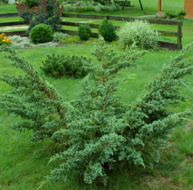 Juniperus squamata - Meyeri