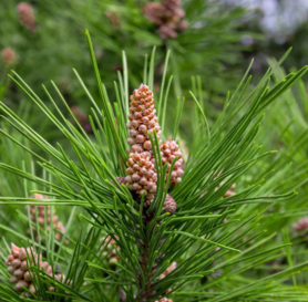 Pinus Sylvestris - Beli Bor