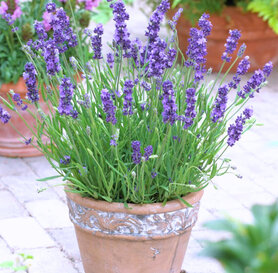 Lavandula angustifolia - Hidcote 