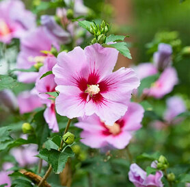 Baštenski hibiskus roze
