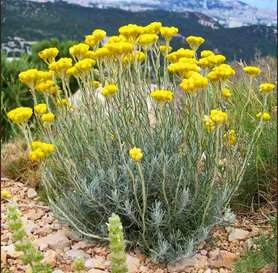 Smilje - Helichrysum arenarium P10