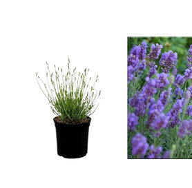 Lavandula intermedia -Budrovka