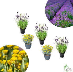 3x Lavanda 2x Smilje